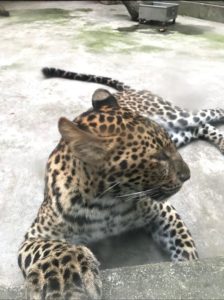 cheetah-Asia